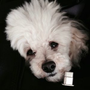 Meet your Posher, Jean